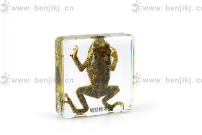 創(chuàng)新教學(xué)實(shí)踐 蟾蜍包埋標(biāo)本在生物教育中的研發(fā)與應(yīng)用