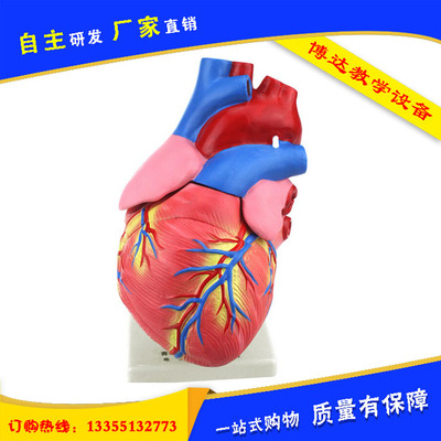 醫(yī)學(xué)教育新篇章 33207解剖模型與器官模型的研發(fā)革新